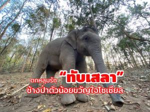 ตกหลุมรัก “ทับเสลา” ช้างป่าตัวน้อยขวัญใจโซเชียล