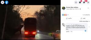 ชมคลิป ช้างป่าดักกินอ้อยจากรถบรรทุก