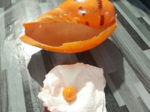 เจออีก!! มุกสีส้มคล้าย “มุกเมโล” หายาก คราวนี้พบที่สะพานปลาแหลมฉบัง จ.ชลบุรี
