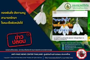 ข่าวปลอม! ทองพันชั่ง อังกาบหนู สามารถรักษาโรคมะเร็งผิวหนังได้