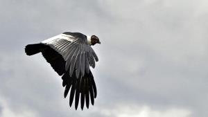 แร้งคอนดอร์แอนดีส มีอายุยืนได้ถึง 50-60 ปี และเป็นนกที่จับคู่แบบคู่เดียวตลอดทั้งชีวิตเหมือนนกเงือก