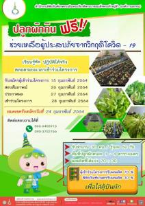 พิพิธภัณฑ์การเกษตรฯ เปลี่ยนพื้นที่เรียนรู้ เป็นแปลงปลูกผักกินฟรี ช่วยเหลือผู้ประสบภัยโควิด – 19