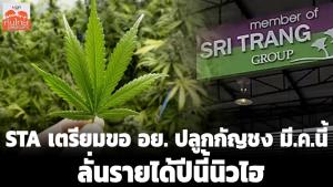 STA เตรียมขอ อย.ปลูกกัญชง มี.ค.นี้ ลั่นรายได้ปีนี้นิวไฮ