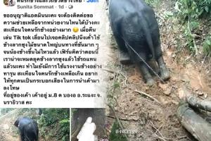คนรักช้างทนไม่ได้! พบคลิปช้างลากซุงสุดทรมาน ผู้ประกาศข่าวดังประสานช่วยเหลือแล้ว