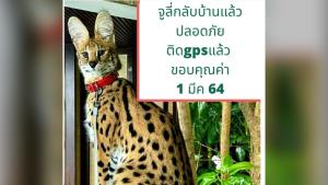 สาวประกาศตามหาเจ้าเหมียว “จูลี่” หายออกจากบ้าน ตามหาไม่ได้เพราะอยู่ในระหว่างกักตัว ล่าสุดเจอแล้ว