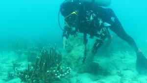 สั่งหยุดฟื้นฟูปะการังน้ำตื้นที่เกาะทะลุ หลังพบมีการถูกทำลาย
