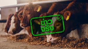 ข่าวจริง! กระทรวงเกษตรฯ ยกเว้นและลดค่าธรรมเนียม ใบอนุญาตนำเข้า-ส่งออก สัตว์และซากสัตว์