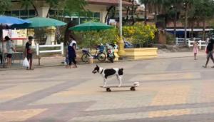 ไม่ธรรมดา! ชาวเน็ตเผยคลิปน้องหมาโชว์ลีลาไถเซิร์ฟสเกต อย่างคล่องแคล่ว (ชมคลิป)