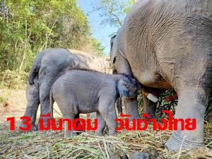 13 มีนาคม วันช้างไทย! แนะ 4 วิธีอนุรักษ์สัตว์คู่บ้านคู่เมืองในสถานการณ์โควิด