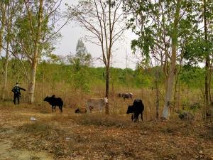 ตชด.146 จับวัว-ควายเถื่อนพม่า 32 วัว ลักลอบข้ามแดน อ.ทับสะแก