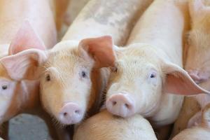 หมูไทยหนึ่งเดียวปลอด ASF พร้อมเสริมพลังป้อง PRRS