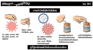 คนไทยแพ้วัคซีนขั้นตอนไหน