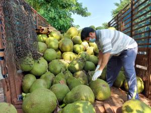 “พาณิชย์บุรีรัมย์” ชวนซื้อ “ขนุน” ช่วยเหลือเกษตรกรเจอพิษโควิด-19
