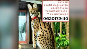 ชาวเน็ตเริ่มระอาเจ้าของ “จูลี่” แมวป่าเซอร์วัล หายออกจากบ้านเป็นครั้งที่ 3