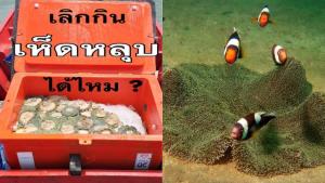 ดร.ธรณ์ วอนคนไทย หยุดทาน “เห็ดหลุบ” เพราะคือบ้านของสัตว์ทะเลและผิดกฎหมาย