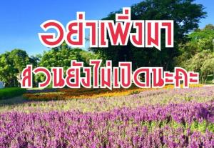 อย่าเพิ่งมา! "สวนสาธารณะ" ยังไม่เปิด รอคำสั่ง ศบค.กทม. แม้ นายกฯ ประกาศคลายล็อกไปแล้ว
