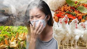 ปัญหาฝุ่นพิษ PM 2.5 จากอุตสาหกรรมการผลิตไก่