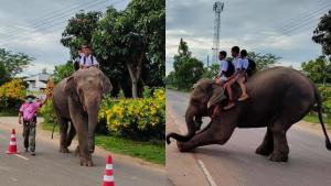 ไวรัลภาพ! สุดยอดของการรับ-ส่ง นักเรียนมาโรงเรียนรูปแบบใหม่ ใช้ช้างเป็นพาหนะ