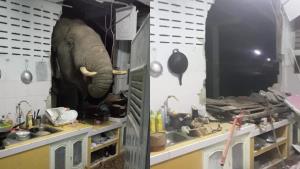 อุทยานฯ เร่งเยียวยา หลังพบภาพ “ช้างป่า” ตัวโตบุกพังครัวชาวบ้าน ชี้เกิดจากได้กลิ่นอาหาร