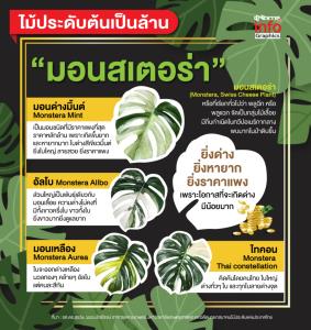 "มอนสเตอร่า" ไม้ประดับต้นเป็นล้าน