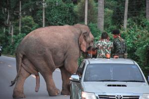 เราคือเพื่อนกัน...“คน-ช้างป่า” แก่งกระจาน อยู่อย่างเข้าใจ ในวันที่พี่ใหญ่มาเยี่ยมไม่ต่างจากญาติสนิท