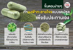 ขั้นตอนง่ายๆ ทำผงฟ้าทะลายโจรแบบแคปซูล