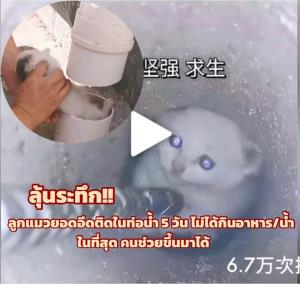 (ชมคลิป) ลุ้นระทึก! ลูกแมวยอดอึดติดในท่อน้ำ 5 วัน ไม่ได้กินอาหาร จนคนมาช่วยชีวิต