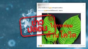 ข่าวปลอม! ใบกระท่อม สามารถต้านโควิด-19 ได้