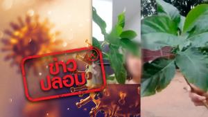 ข่าวปลอม! ใบหนานเฉาเหว่ย สามารถรักษาผู้ติดเชื้อโควิด-19 หายได้