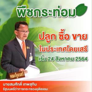 ป.ป.ส.แจงชาวบ้านปลูกพืชกระท่อมเสรีใช้ตามวิถีชีวิต ปลดล็อก 24 ส.ค.นี้