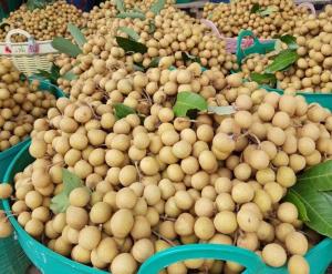 เกษตรกรผู้ปลูกลำไยเดี้ยง จีนเบรกนำเข้า 66 บริษัทไทย มีผล 13 ส.ค.นี้