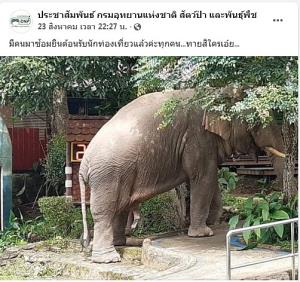 พลายเดี่ยวจองแท่น! ช้างอาสาซ้อมต้อนรับนักท่องเที่ยว