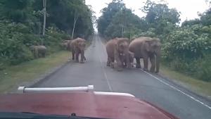 ช้างป่าข้ามถนนบนเขาใหญ่ (ภาพ : จากคลิป เพจ ประชาสัมพันธ์ กรมอุทยานแห่งชาติ สัตว์ป่า และพันธุ์พืช)