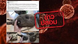 ข่าวปลอม! บอระเพ็ดพุงช้าง ช่วยรักษาโรคมะเร็งต่างๆ
