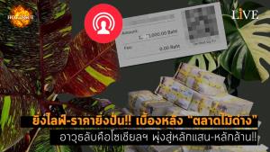 [คลิป] ยิ่งไลฟ์-ราคายิ่งปั่น!! เบื้องหลัง “ตลาดไม้ด่าง” อาวุธลับคือโซเชียลฯ พุ่งสู่หลักแสน-หลักล้าน!!