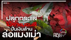 ปลุกกระแส ไม้ด่างบอนสี ปั่นเงินล้าน ล่อแมงเม่า