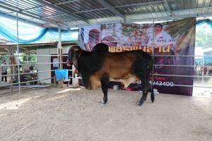 ฮือฮาเจ้าของฟาร์ม "รวยเพชรชัยฟาร์ม" ซื้อวัวพันธุ์ "ฮินดูบราซิล" ราคาเกือบ 2 ล้านบาท