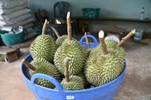 “สินิตย์” สั่งลุยให้ความรู้เกษตรกร เตรียมใช้ RCEP ส่งออกผลไม้