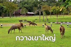 "กวางป่า" เจ้าถิ่นแห่งจุดกางเต็นท์ลำตะคอง อุทยานแห่งชาติเขาใหญ่