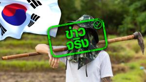 ข่าวจริง! กระทรวงแรงงาน เปิดรับแรงงานไทยไปทำงานเกาหลี ประเภทกิจการเกษตร/ปศุสัตว์