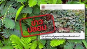 ข่าวปลอม! ต้มไมยราบดื่มแทนน้ำ ช่วยรักษาโรคมะเร็งเต้านม