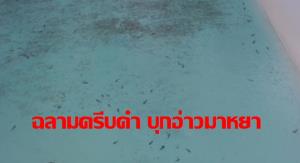 อลังการธรรมชาติสร้าง! ฉลามนับร้อยบุกอ่าวมาหยา ‘อาจารย์ธรณ์’ ปลื้มยกเป็นคลิปทะเลแห่งปี