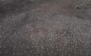 นกรู้ ! นกนางนวลหลบภัย แรงลมพายุมากกว่า 110 กม./ชม. ที่อิสตันบูล ตุรกี