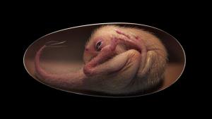 ภาพจำลองตัวอ่อนไดโนเสาร์ในไข่ (ภาพจาก : livescience.com)
