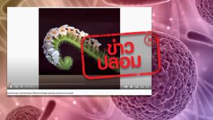 ข่าวปลอม! ดื่มน้ำต้มหญ้างวงช้างและอ้อยดำ ช่วยรักษามะเร็งปอด
