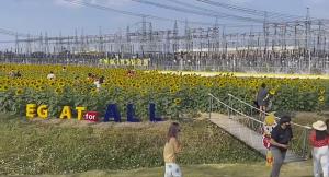 ชวนไปสัมผัสบรรยากาศทุ่งทานตะวัน ทุ่งปอเทือง รับปีใหม่ที่ “กฟผ.ไทรน้อย”