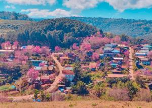 “บ้านร่องกล้า” ตื่นตา “หมู่บ้านสีชมพู” ดอกนางพญาเสือโคร่งบานสะพรั่ง สวยจนต้องขยี้ตาว่านี่ไทยหรือญี่ปุ่น