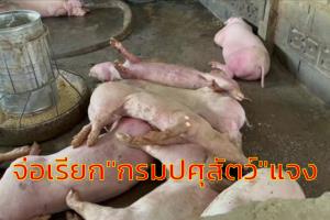 “กมธ.พาณิชย์” จ่อเรียก “กรมปศุสัตว์” แจงเกียร์ว่างแก้โรคระบาดหมู แนะนำเข้าเนื้อหมูประกันความเสี่ยง