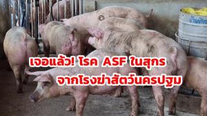 กรมปศุสัตว์เจอแล้วโรค ASF ในสุกร จากโรงฆ่าสัตว์นครปฐม