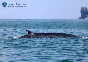 “เจ้าเปรมปรีดิ์” วาฬบรูด้ากลับมาหากิน ในพื้นที่ อช.หมู่เกาะอ่างทอง ชี้ระบบนิเวศทางทะเลสมบูรณ์